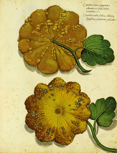 Calabaza heredada por Ulisse Aldrovandi de Italian School