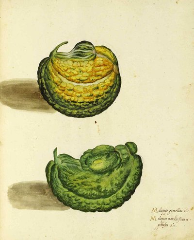 Calabaza heredada por Ulisse Aldrovandi de Italian School