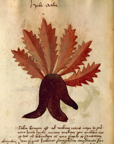 Herba Actila de Italian School