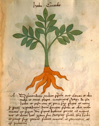 Herba Cancealis de Italian School