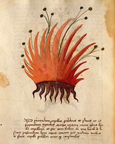 Herba Capillis de Italian School