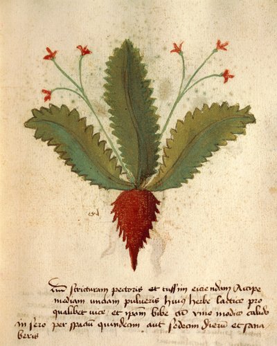 Herba Lactica de Italian School