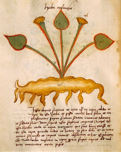 Herba Nasturzio de Italian School