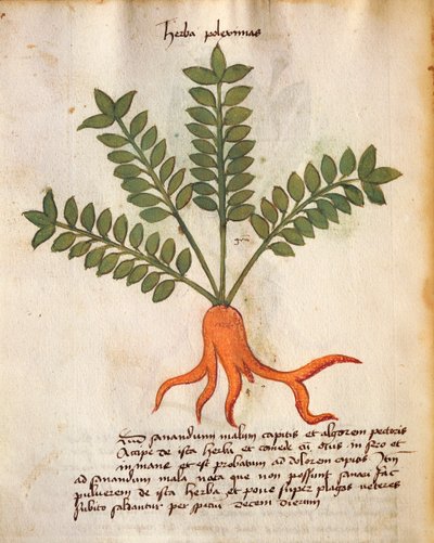 Herba Poleximos de Italian School