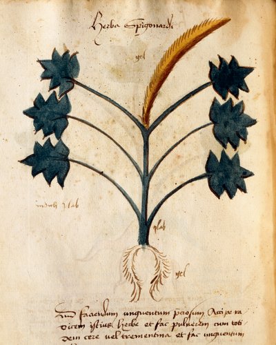 Herba Spigonardi por Orgione Rizzardo de Italian School