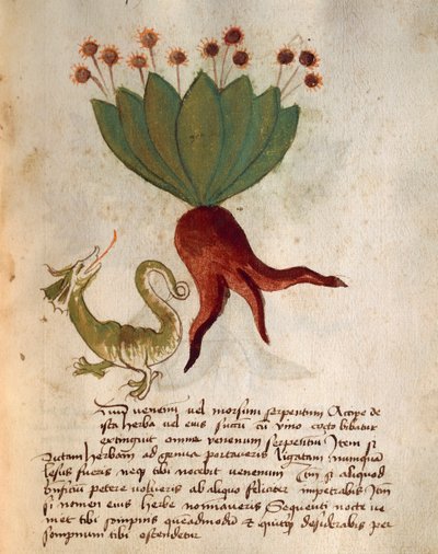 Herba Vermicularia de Italian School