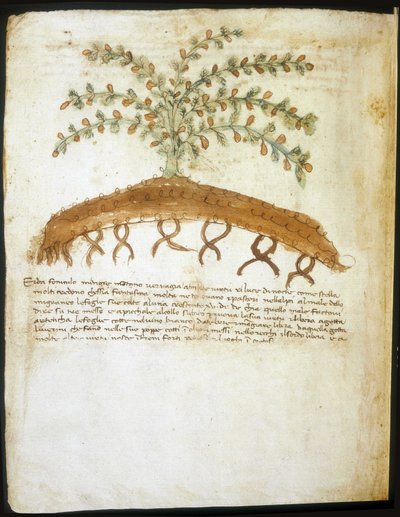 Herbario del siglo XIV. Biblioteca municipal de Rimini. de Italian School