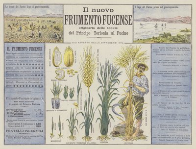 Il nuovo Frumento Fucense de Italian School