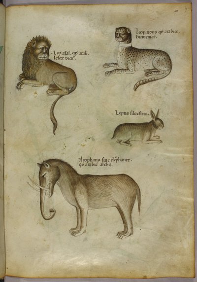 Ilustración de un león, un leopardo, un conejo y un elefante de Italian School