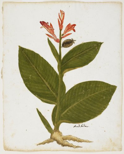 Caña de Indias (Canna indica) de Italian School