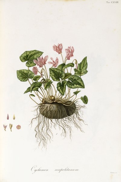 Ciclamen de hojas de hiedra - Cyclamen neapolitanum, 1811-1838 de Italian School