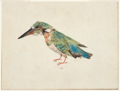 Kingfisher, c.1650-99 (tiza negra, acuarela, color de la carrocería sobre papel verjurado, verjurado, con líneas de enmarcado en tinta marrón en tres bordes) de Italian School