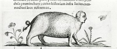 La mantícora - en "De monstrorum natura causis libri duo" de Fortunio Liceti de Italian School