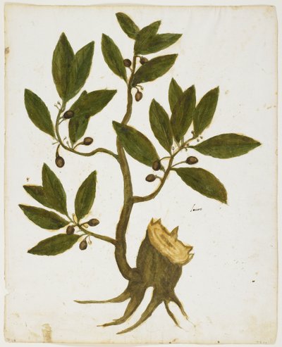 Laurel (Laurus nobilis) de Italian School