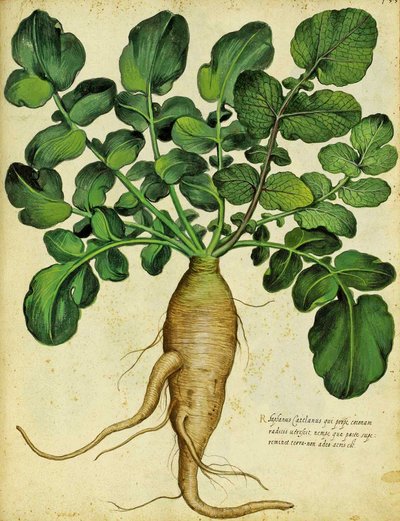Rábano blanco largo por Ulisse Aldrovandi de Italian School