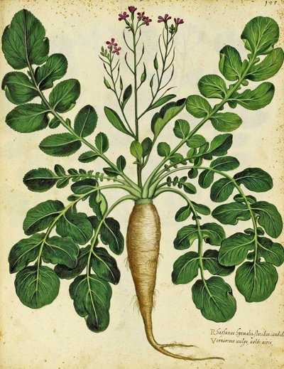 Rábano blanco largo por Ulisse Aldrovandi de Italian School