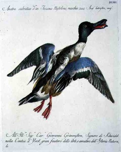 Ánade Real en Vuelo, c.1767-76 de Italian School