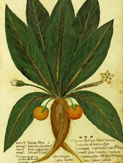 Mandrágora por Ulisse Aldrovandi de Italian School