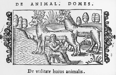 Ordeñando renos, ilustración de Historia de Gentibus Septentrionalibus por Olaus Magnus, publicado en Roma, 1555 de Italian School