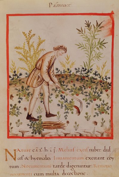 Ms.3054 fol.9 Cosechando chirivías y zanahorias, de "Tacuinum Sanitatis" (vitela) de Italian School