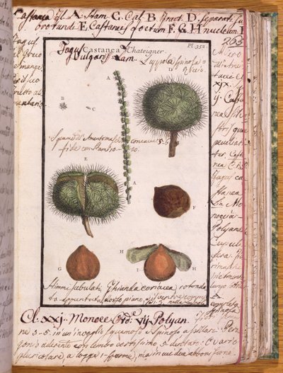 Ms 115 Castaño, de Dizionario di Botanica de Italian School