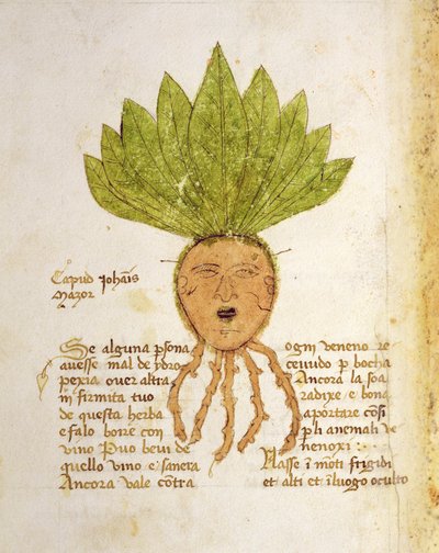 Ms 1591 Fol.18v. Herba Capud Johannis Mazor (vitela) de Italian School