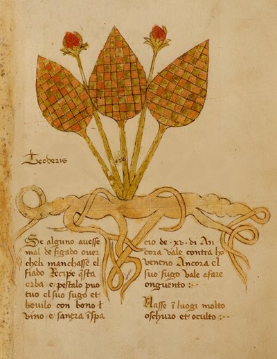 Ms 1591 Fol.19r Herba Teoderis (vitela) de Italian School