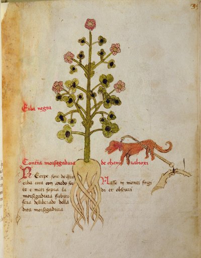 Ms 1591 Fol.38r Herba negra (vitela) de Italian School