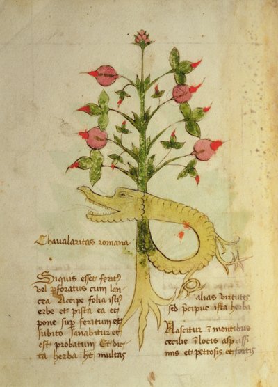 Ms 1591 Fol.6v Herba Chavalaritas Romana, finales del siglo XV (vitela) de Italian School