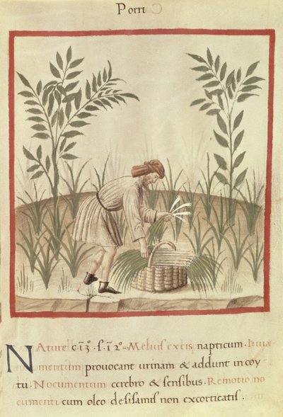 Ms 3054 f.22 Cosechando puerros, de "Tacuinum Sanitatis" (vitela) de Italian School