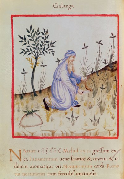Ms 3054 f.22 Cosechando galanga, de "Tacuinum Sanitatis" (vitela) de Italian School
