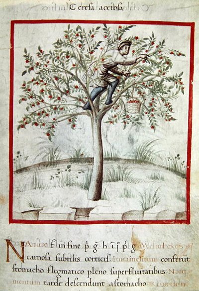 Ms 3054 f.25 Recogiendo cerezas, de "Tacuinum Sanitatis" (vitela) de Italian School