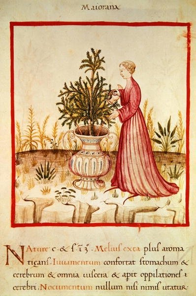 Ms 3054 fol.14v Regando mejorana, de "Tacuinum Sanitatis" (vitela) de Italian School