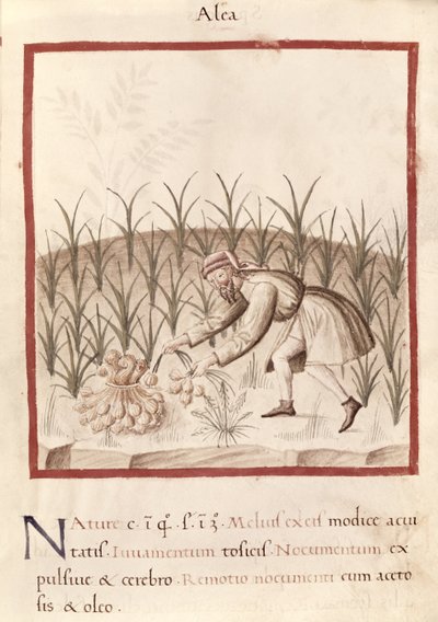 Ms 3054 fol.23 Cosechando ajos, de "Tacuinum Sanitatis" (vitela) de Italian School