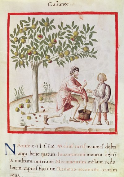 Ms 3054 fol.31 Cosechando y cocinando castañas, de "Tacuinum Sanitatis" (vitela) de Italian School