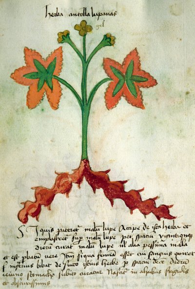 Ms 320 M Fol.13r Herba Antollas Lupanas, del 