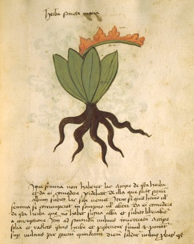 Herba Santa Maria, del Liber Herbarius una cum rationibus conficiendi medicamenta de Orgione Rizzardo de Italian School