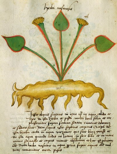 Ms 320 M Fol.29v Herba Nastrusio, del 
