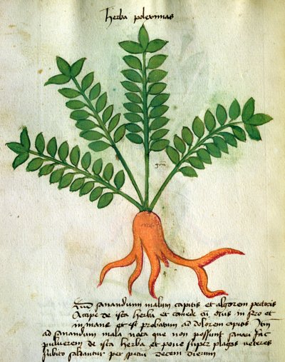 Herba Poleximas, del 