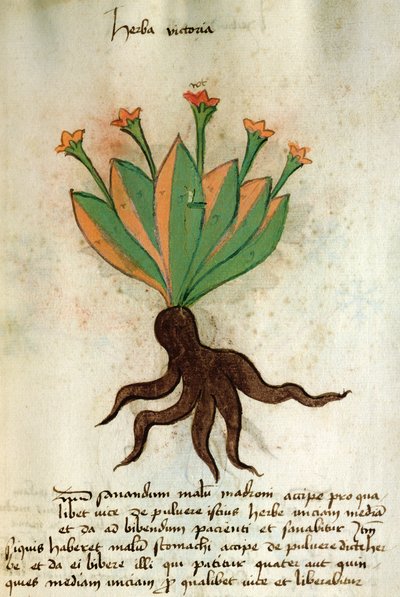 Ms 320 M Fol.34r Herba Victoria, de 