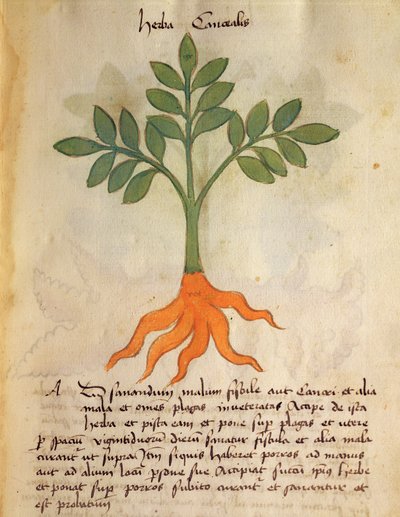 Ms 320 M fol.14r Herba Cancealis, de 