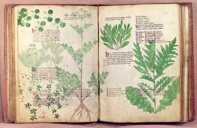 Ms Lat 6823 fol.19v & 80 Plantas de De Herbis por Manfredus de Monte Imperiali, c.1330-40 de Italian School