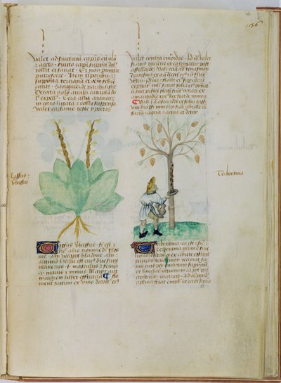 Ms Lat 993 L.9.28 fol.136r Recogida de trementina, del "Tractatus de Herbis" de Pedanius Dioscorides (c.40-90 d.C.) (vitela) de Italian School