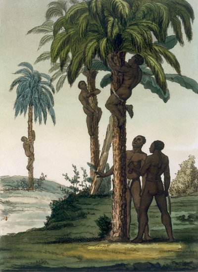 Nativos trepando palmeras usando eslingas alrededor de sus caderas, 1820s-30s de Italian School