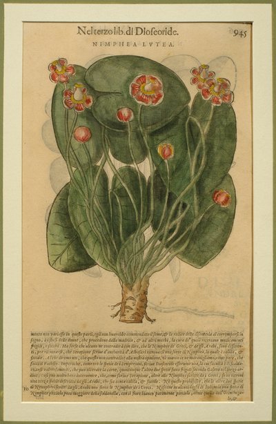 Nimphea Lutea, una lámina botánica del Discorsi por Pietro Andrea Mattioli (1501-77) publicada en Venecia, 1570 de Italian School