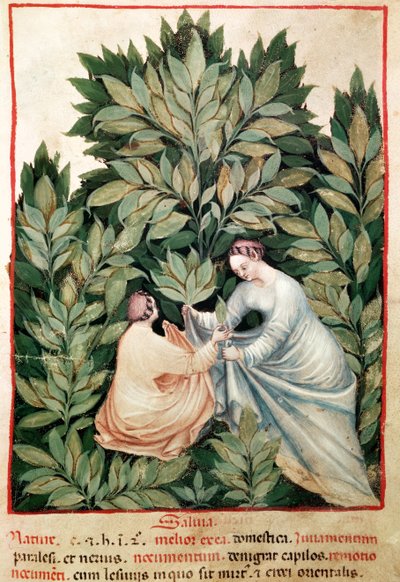 Dos mujeres recogiendo salvia, de Tacuinum Sanitatis, c.1390-1400 de Italian School