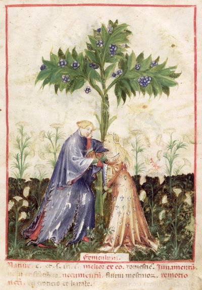 Hinojo, del Tacuinum Sanitatis, c.1390-1400 de Italian School