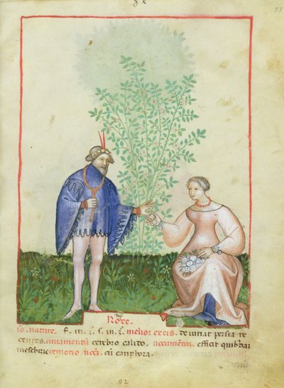 Rosas, del Tacuinum Sanitatis, c.1390-1400 de Italian School