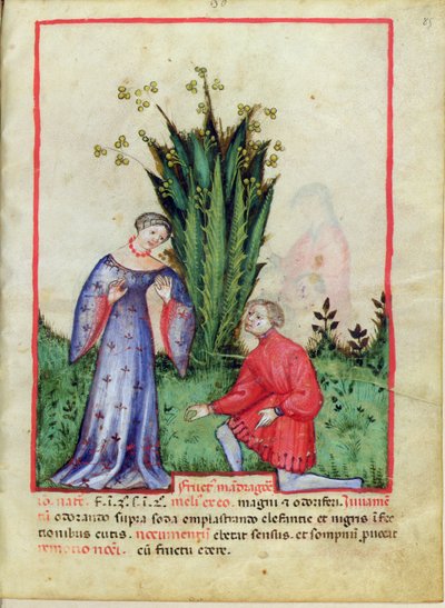 Fruto de Mandrágora, del Tacuinum Sanitatis, c.1390-1400 de Italian School