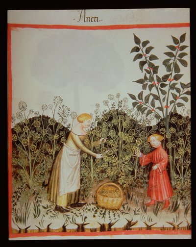 Nova 2644 f.32r Recolectando Eneldo, Tacuinum Sanitatis Codex Vindobonensis de Italian School